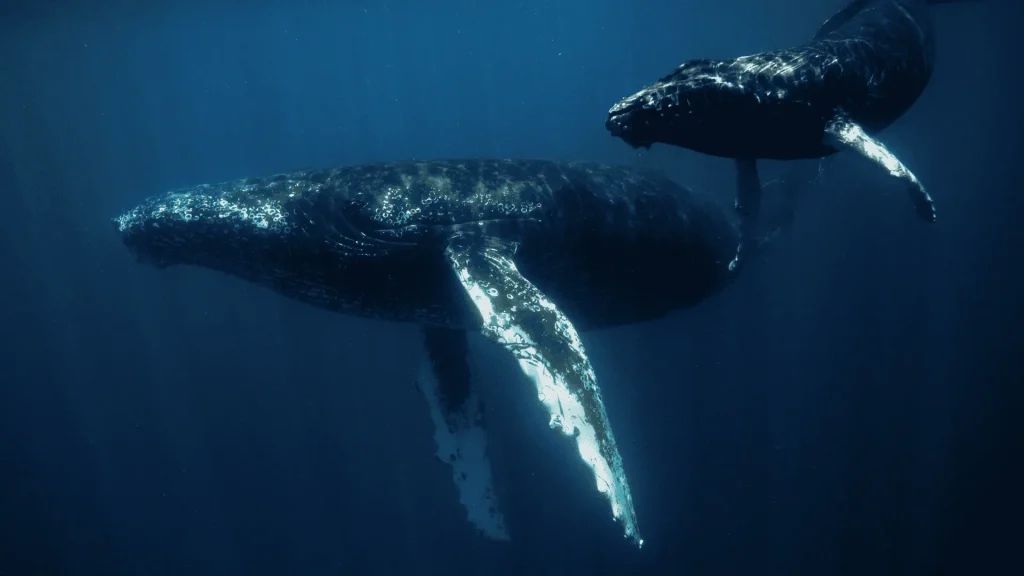 Ballenas jorobadas - Ana Lucía Rodríguez (1)