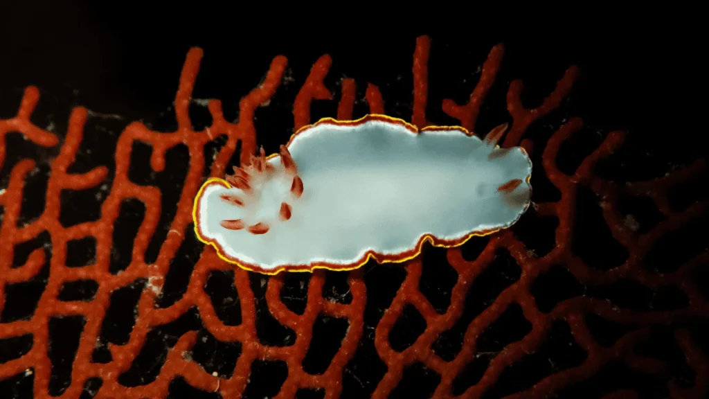 Nudibranquio - Laura Vanopdenbosch (1)