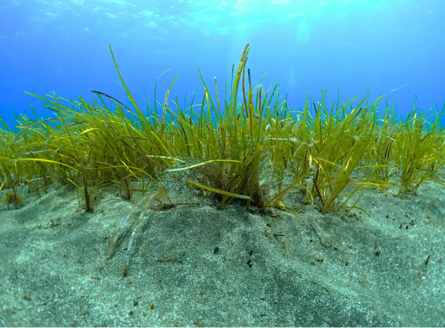 Seagrass