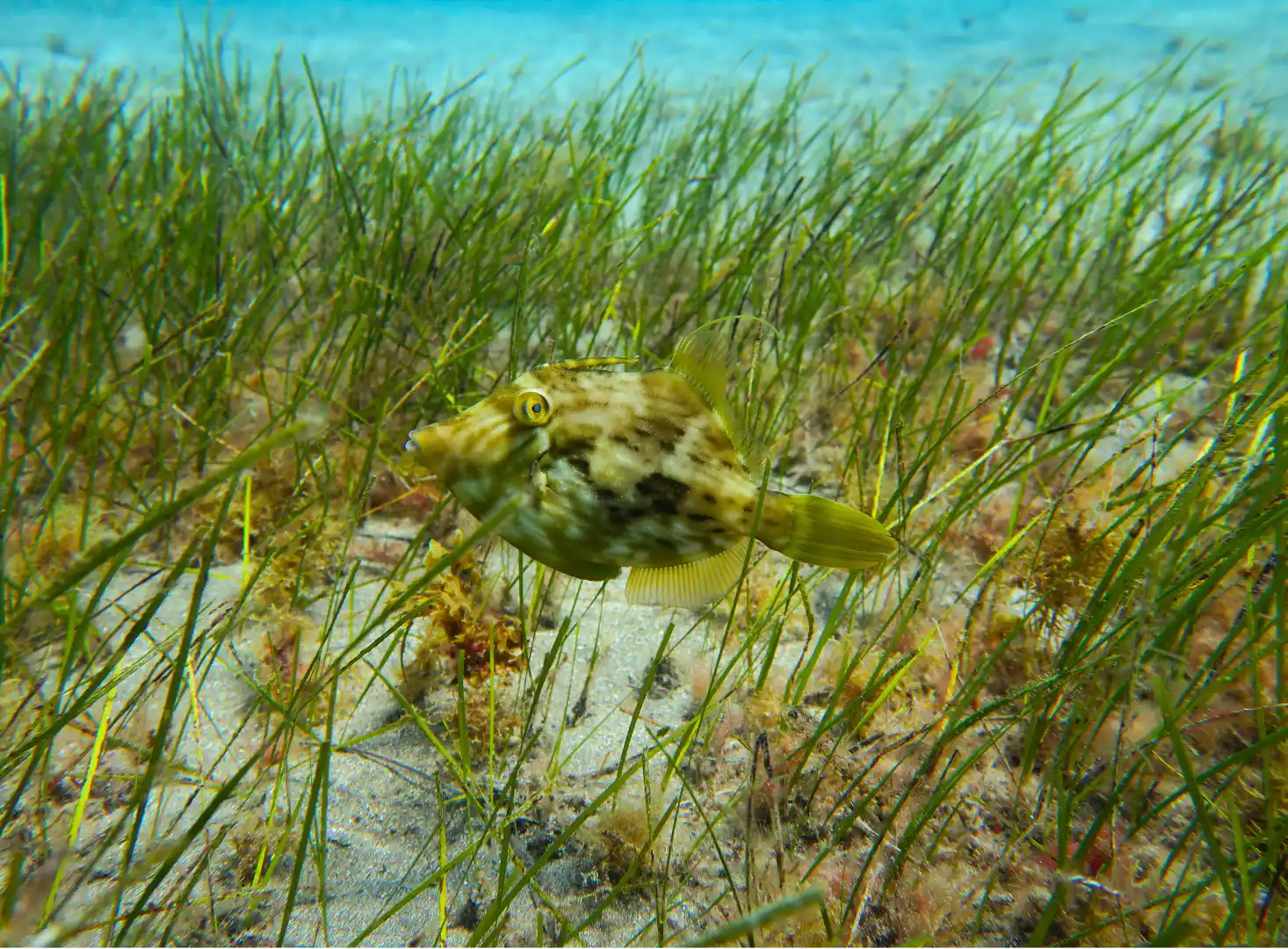 Seagrass2